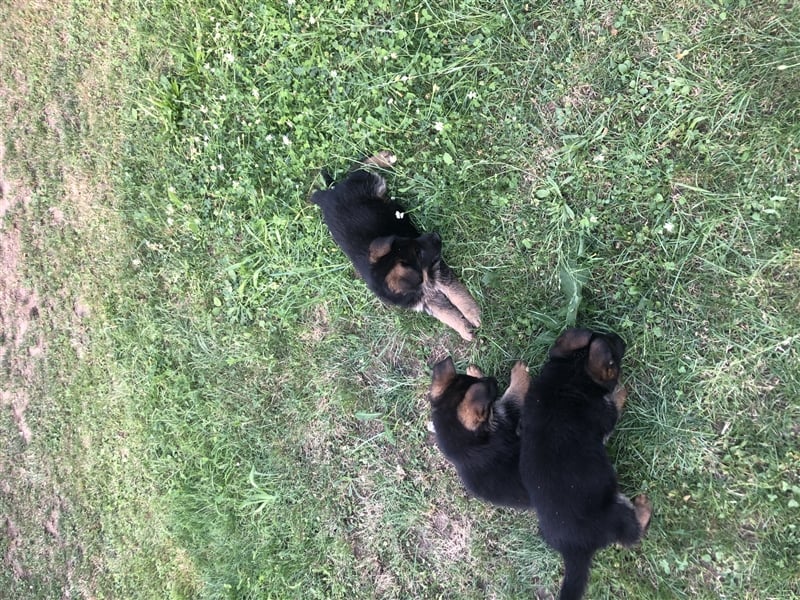 Schäferhundewelpen 4 Rüden
