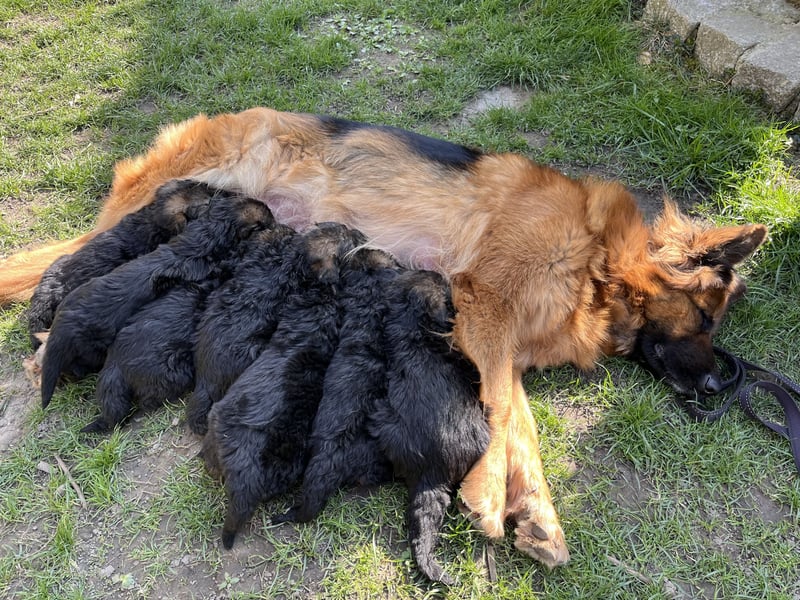 Deutsche Schäferhunde Langstockhaar