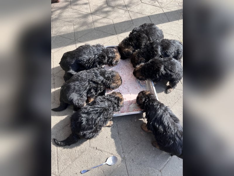 Deutsche Schäferhunde Langstockhaar