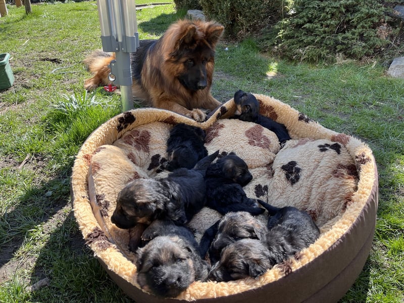 Deutsche Schäferhunde Langstockhaar
