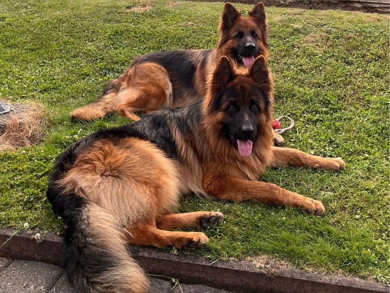 Deutsche Schäferhunde Langstockhaar
