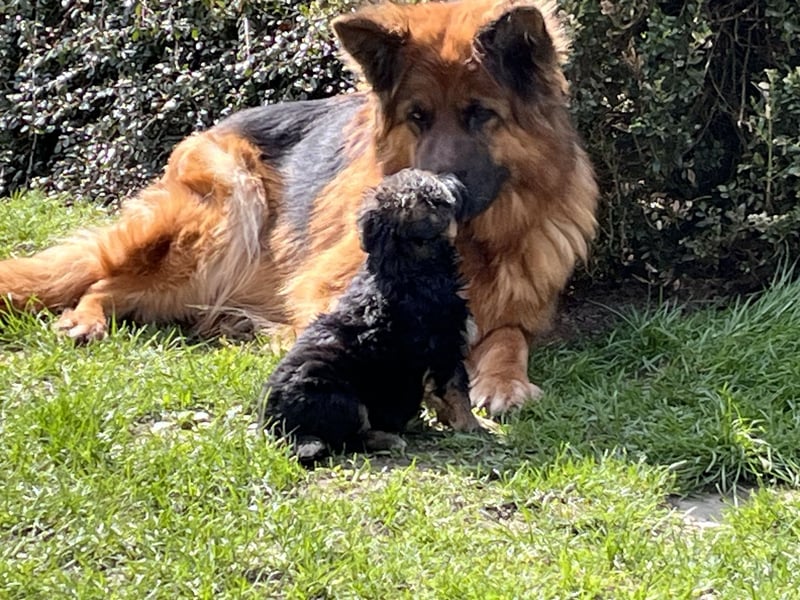 Deutsche Schäferhunde Langstockhaar