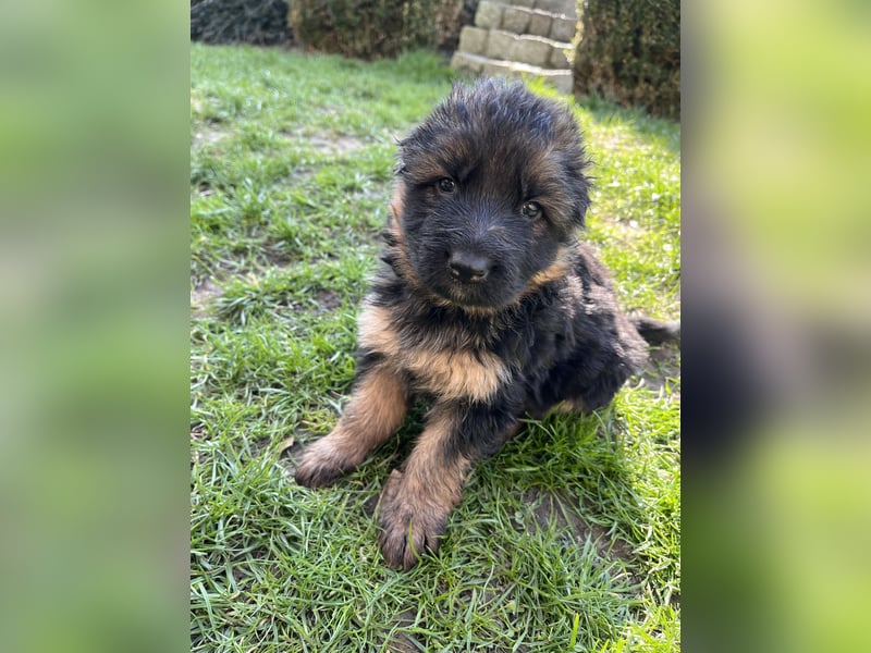 Deutsche Schäferhunde Langstockhaar