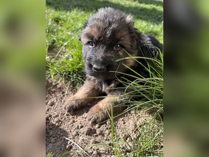 Deutsche Schäferhunde Langstockhaar