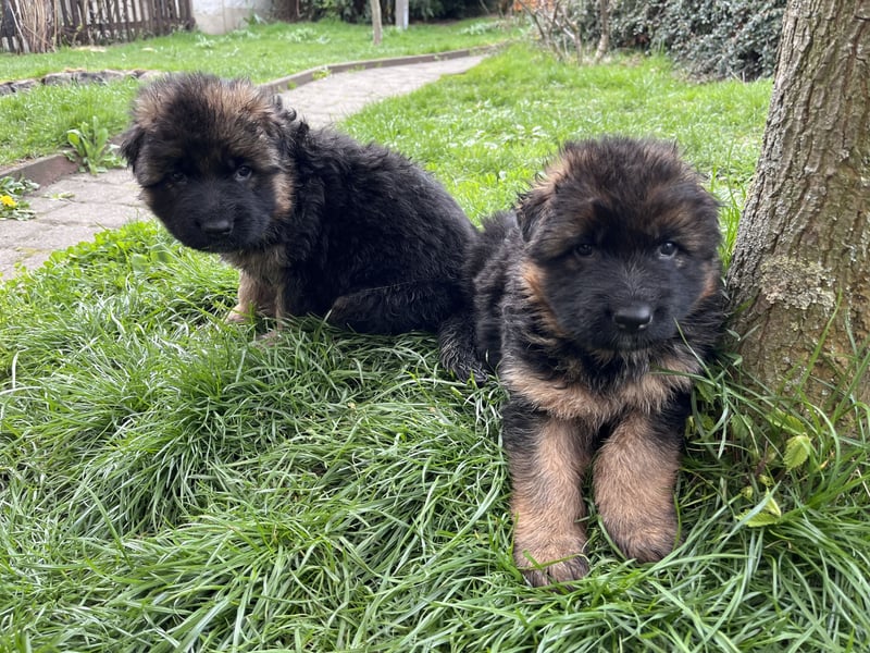 Deutsche Schäferhunde Langstockhaar