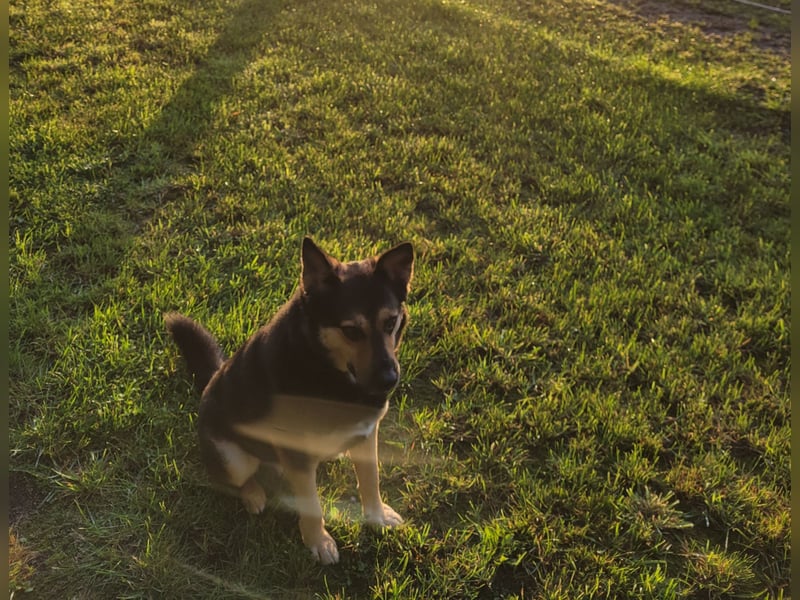 Schäferhundmischling Bono