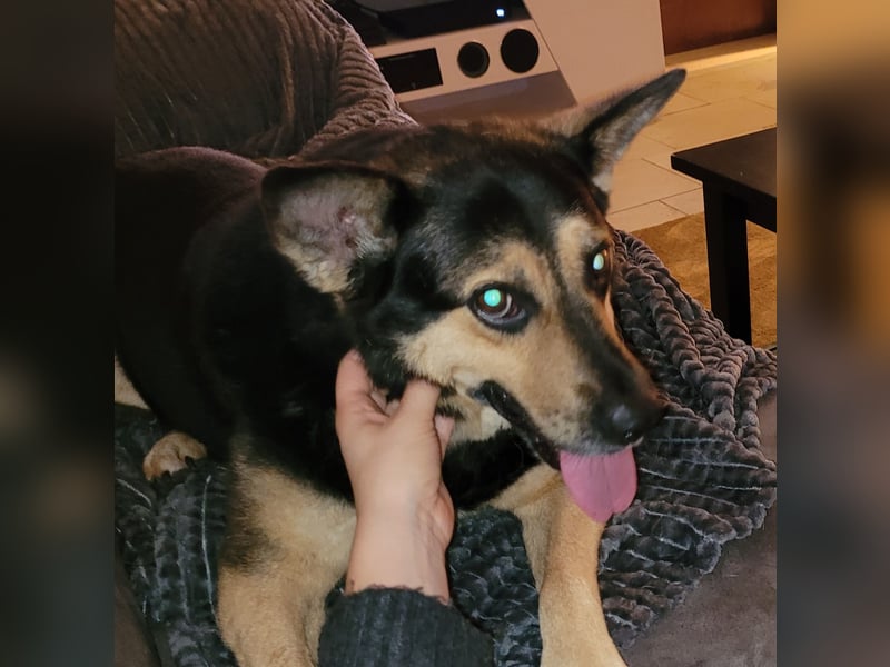 Schäferhundmischling Bono