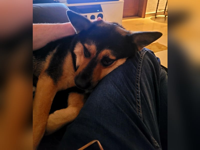 Schäferhundmischling Bono