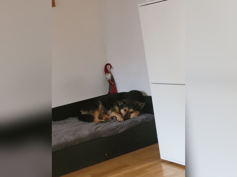Schäferhundmischling Bono