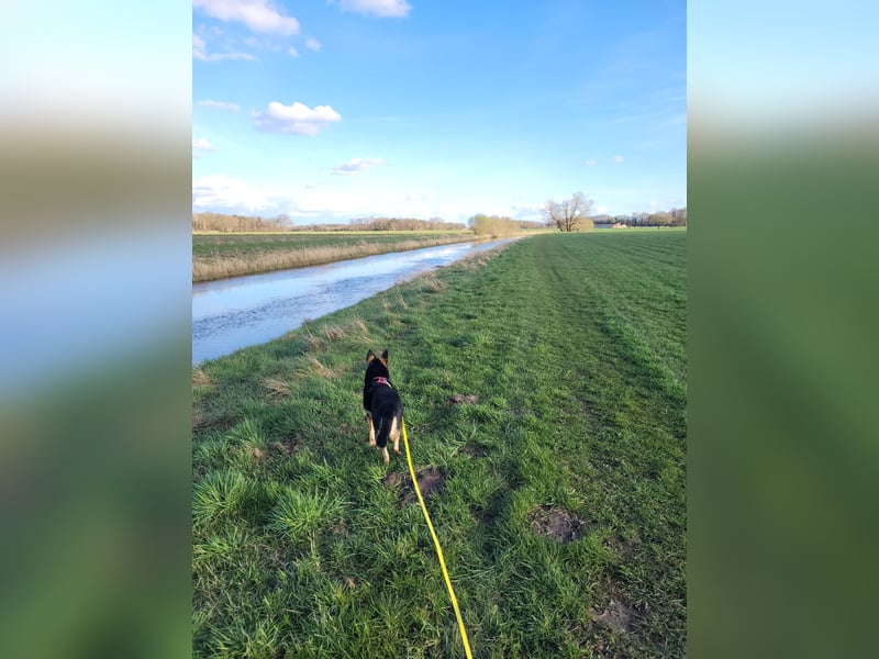 Schäferhundmischling Bono