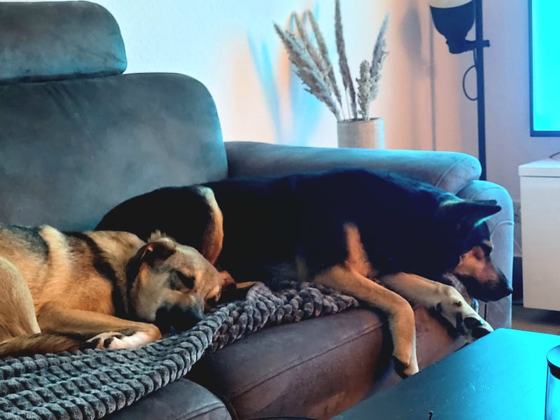 Schäferhundmischling Bono