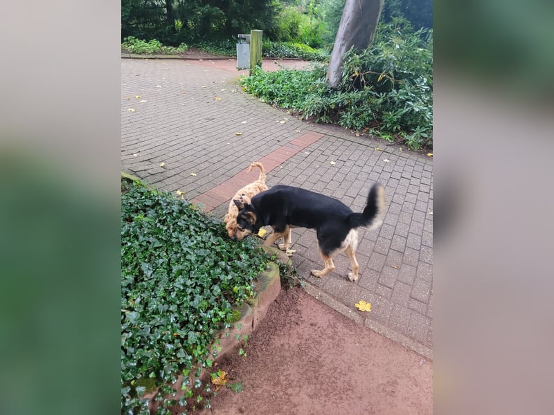 Schäferhundmischling Bono