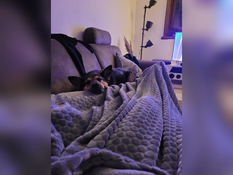 Schäferhundmischling Bono