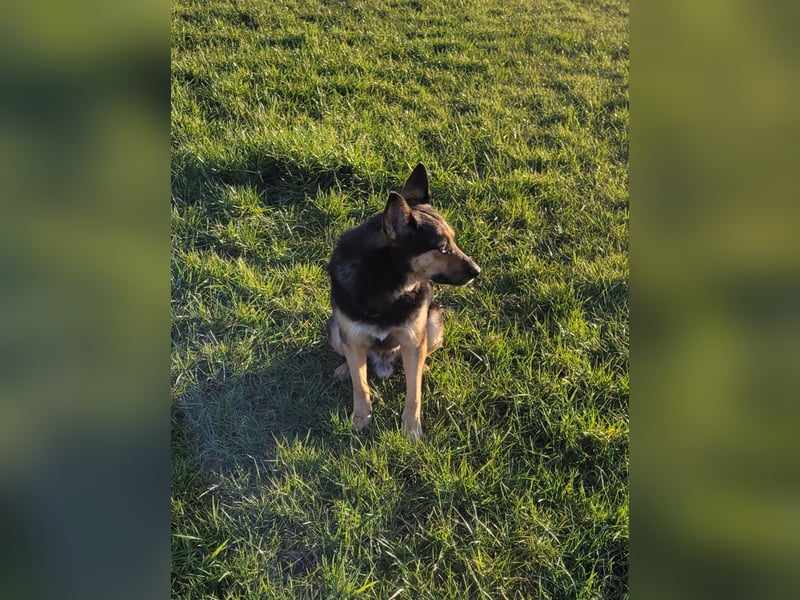 Schäferhundmischling Bono