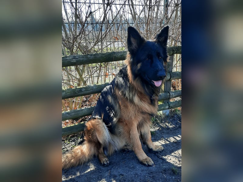 Langstockhaar Schäferhund  Rüde