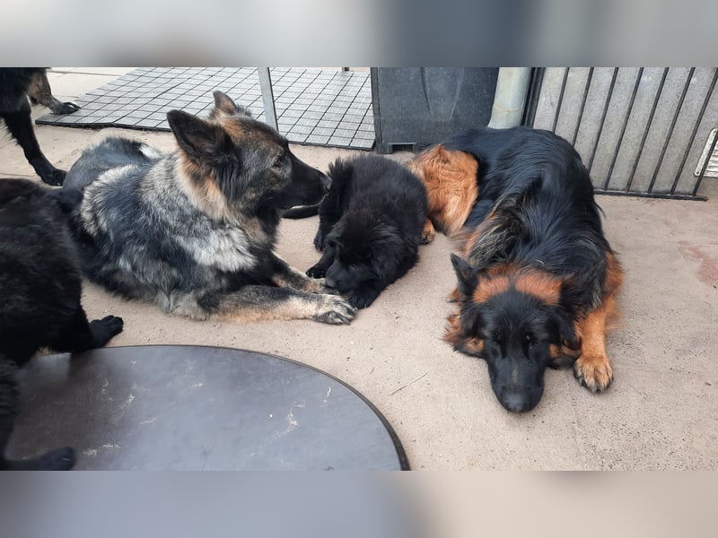 Langstockhaar Schäferhund  Rüde