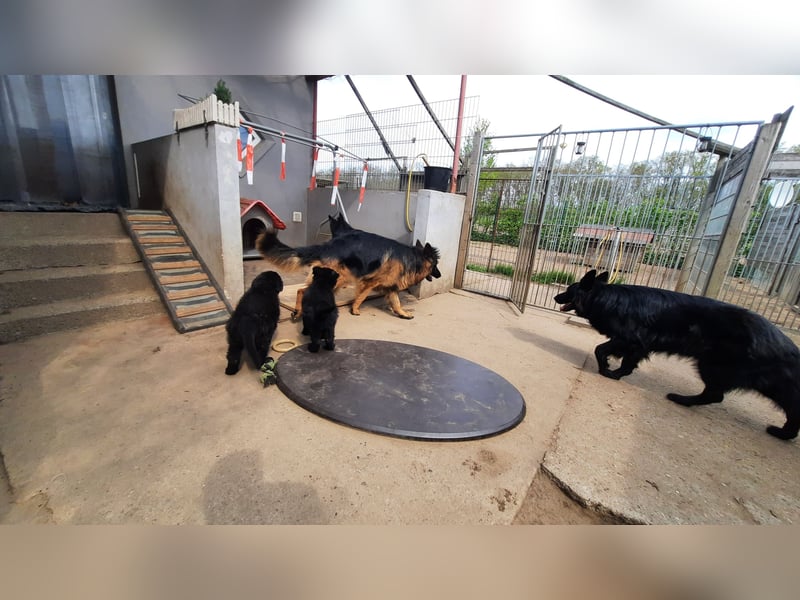 Langstockhaar Schäferhund  Rüde