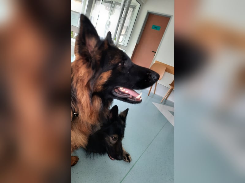 Langstockhaar Schäferhund  Rüde