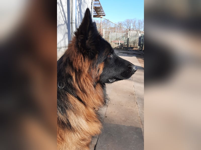 Langstockhaar Schäferhund  Rüde