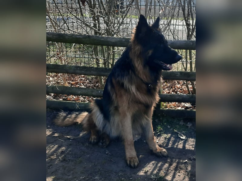 Langstockhaar Schäferhund  Rüde