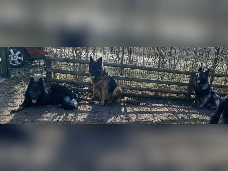 Langstockhaar Schäferhund  Rüde