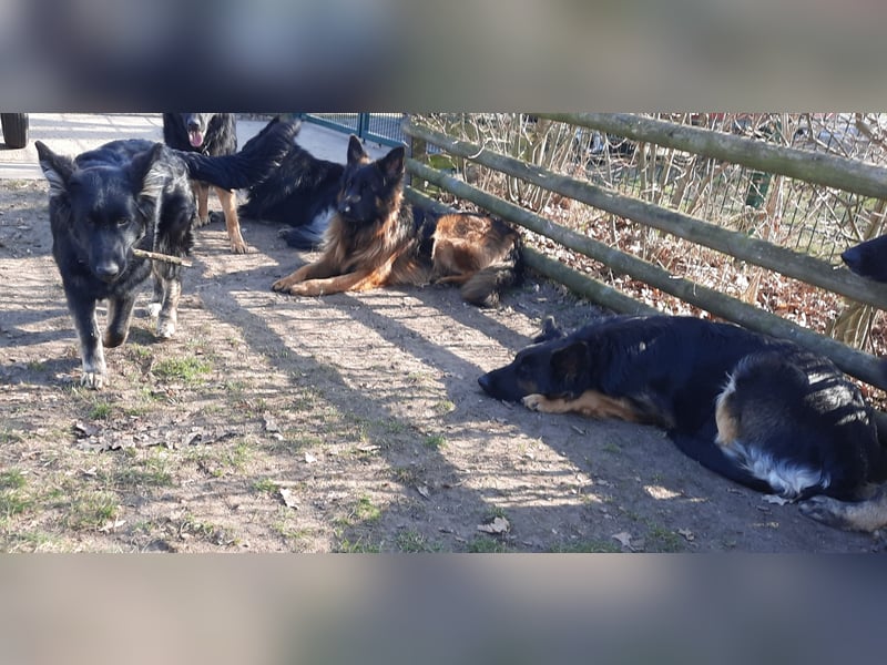 Langstockhaar Schäferhund  Rüde