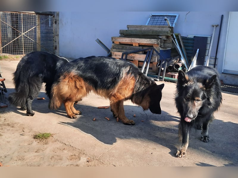 Langstockhaar Schäferhund  Rüde