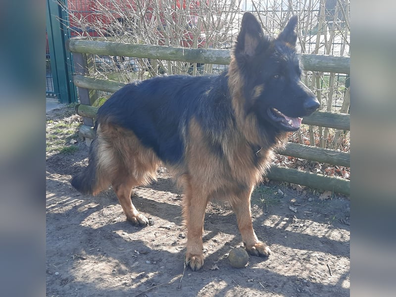 Langstockhaar Schäferhund  Rüde