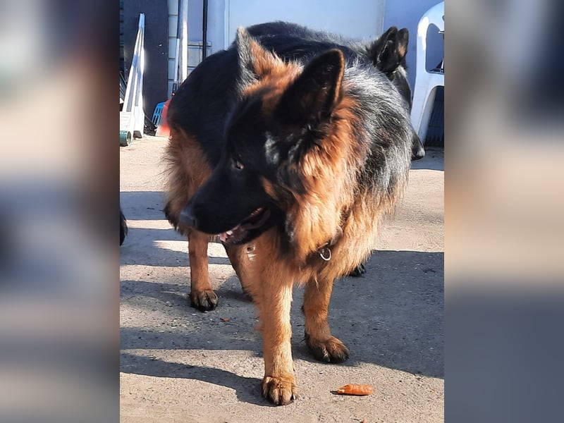 Langstockhaar Schäferhund  Rüde