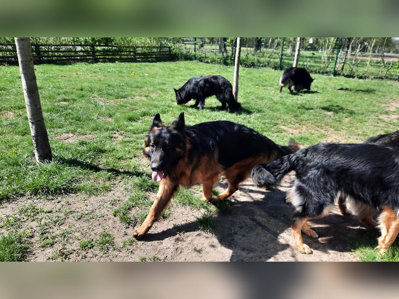 Langstockhaar Schäferhund  Rüde