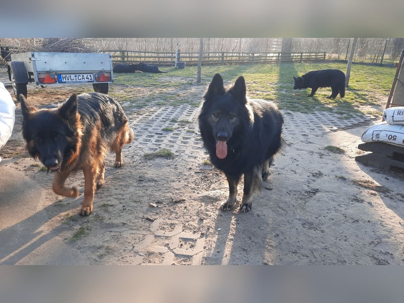 Langstockhaar Schäferhund  Rüde