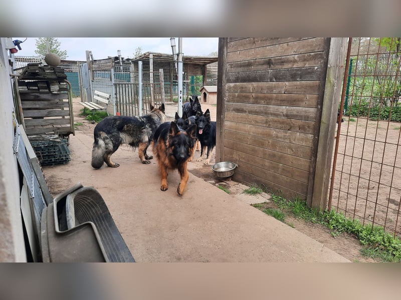 Langstockhaar Schäferhund  Rüde