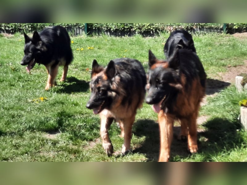 Langstockhaar Schäferhund  Rüde