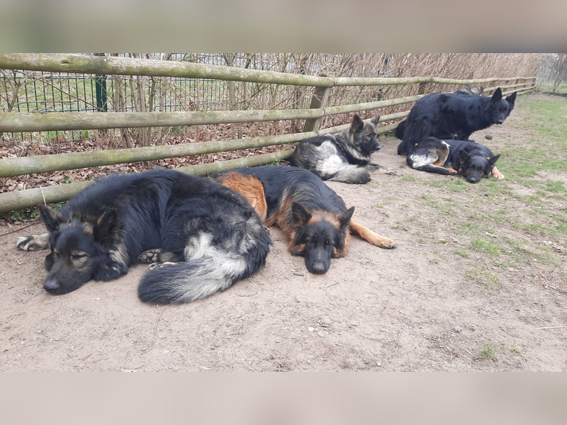 Langstockhaar Schäferhund  Rüde