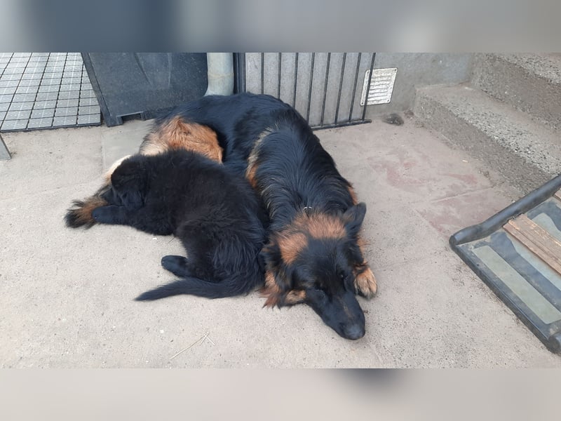 Langstockhaar Schäferhund  Rüde