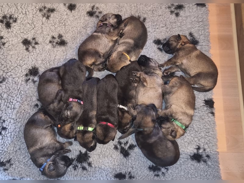 Schäferhund Welpen mit VDH Ahnentafel