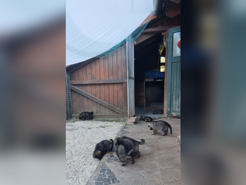 Schäferhund Welpen mit VDH Ahnentafel