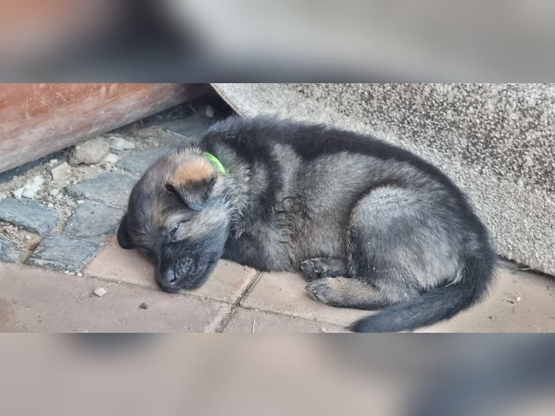 Schäferhund Welpen mit VDH Ahnentafel