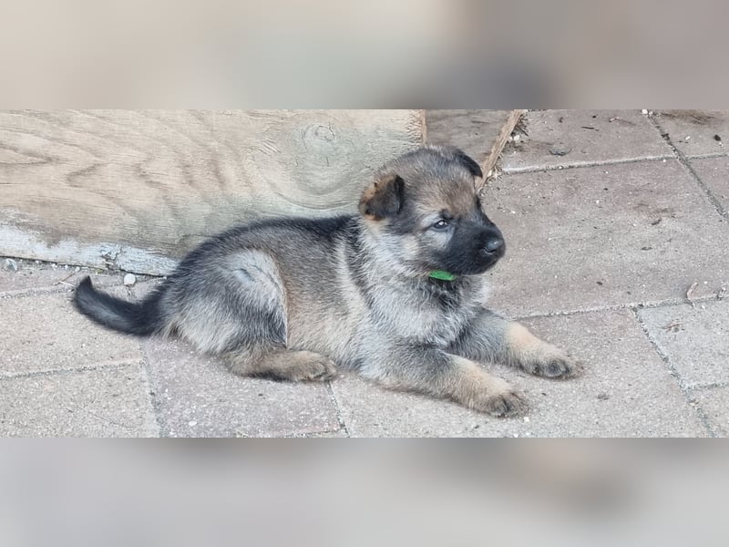 Schäferhund Welpen mit VDH Ahnentafel