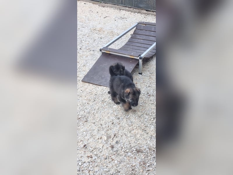 Schäferhund Welpen mit VDH Ahnentafel