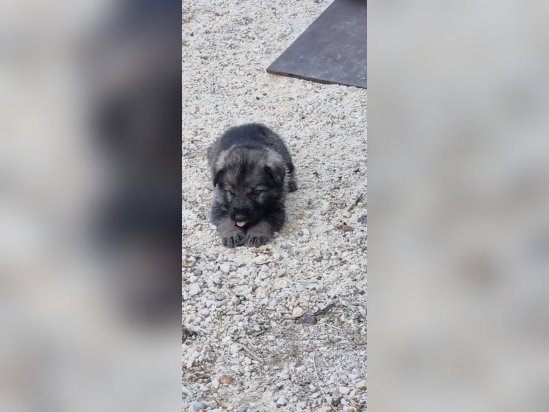 Schäferhund Welpen mit VDH Ahnentafel