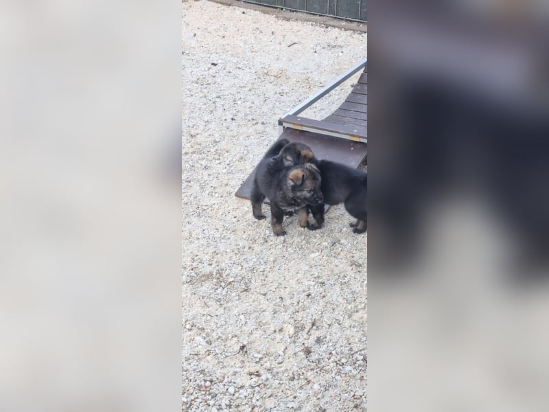 Schäferhund Welpen mit VDH Ahnentafel