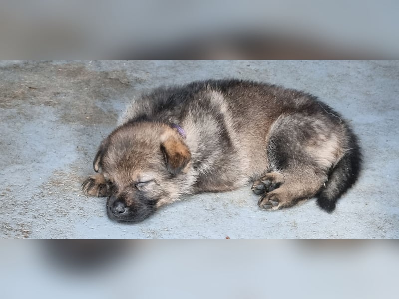 Schäferhund Welpen mit VDH Ahnentafel