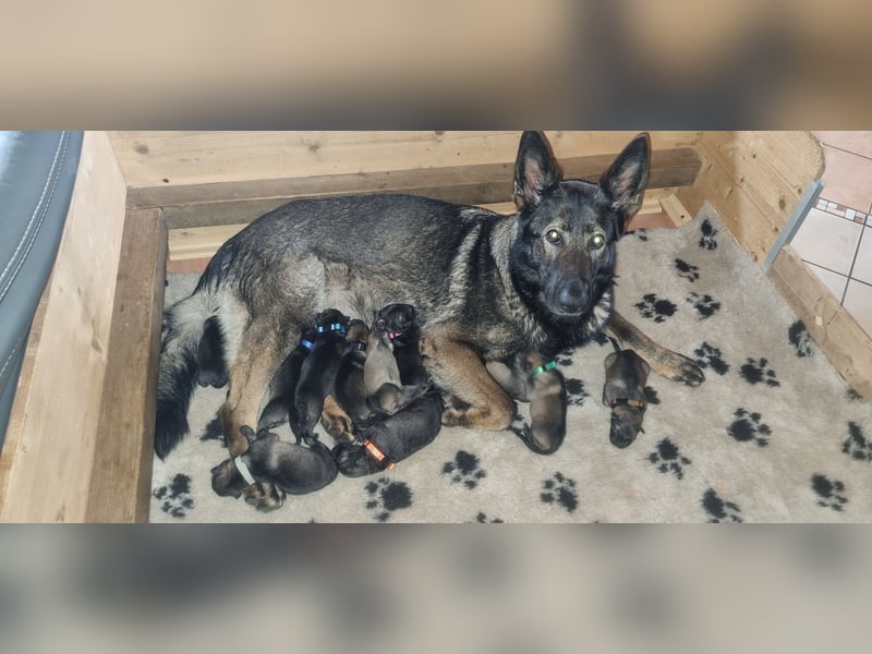 Schäferhund Welpen mit VDH Ahnentafel