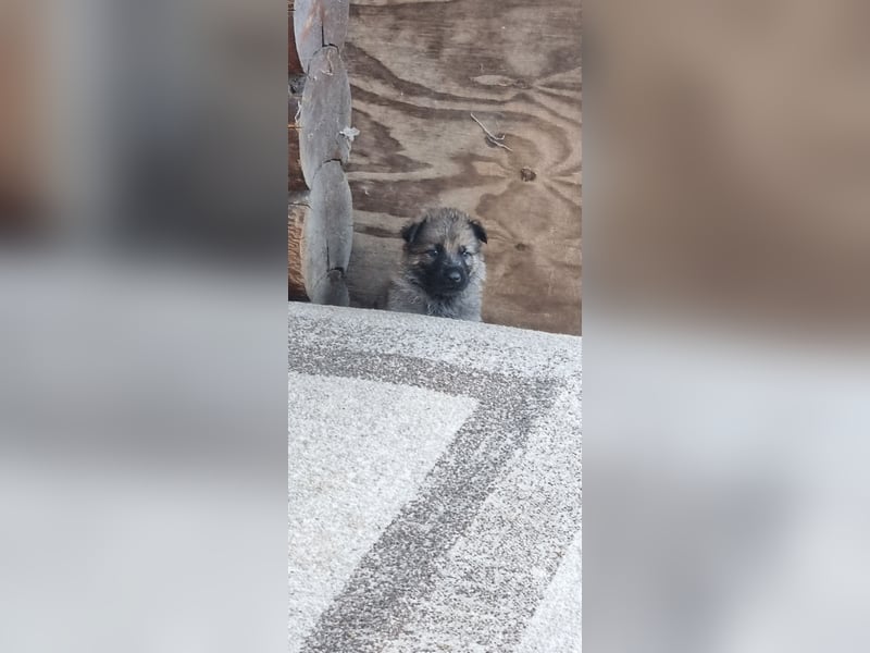 Schäferhund Welpen mit VDH Ahnentafel