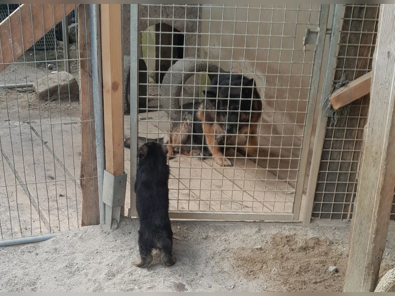 Wunderschöne Schäferhundwelpen  suchen Ende Juni ein schönes zu Hause1