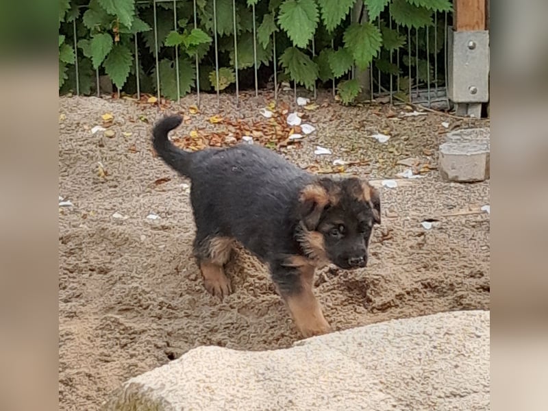 Wunderschöne Schäferhundwelpen  suchen Ende Juni ein schönes zu Hause1