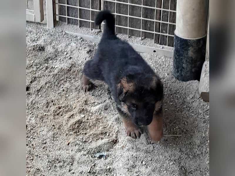 Wunderschöne Schäferhundwelpen  suchen Ende Juni ein schönes zu Hause1