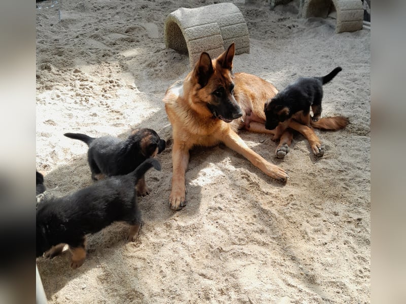 Wunderschöne Schäferhundwelpen  suchen Ende Juni ein schönes zu Hause1