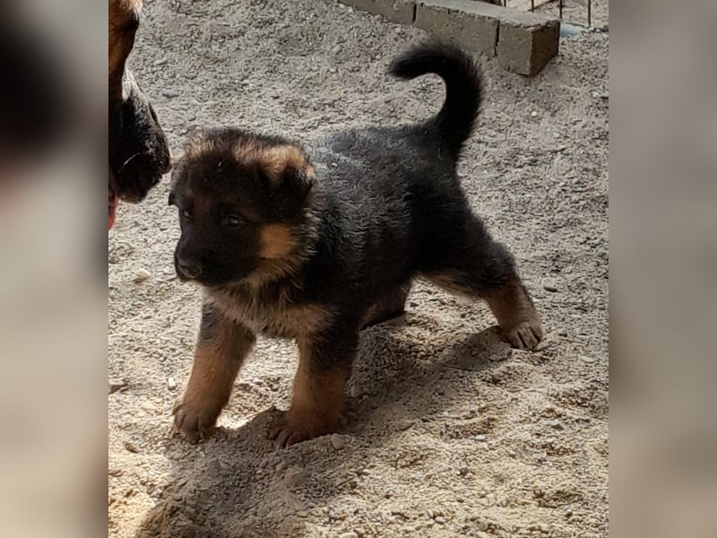 Wunderschöne Schäferhundwelpen  suchen Ende Juni ein schönes zu Hause1